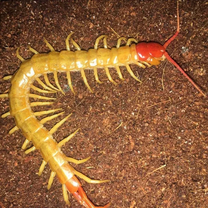 chinese-red-head-centipede-scolopendra-mutilans-var-white Chinese Red Head Centipede (Scolopendra mutilans var. white)